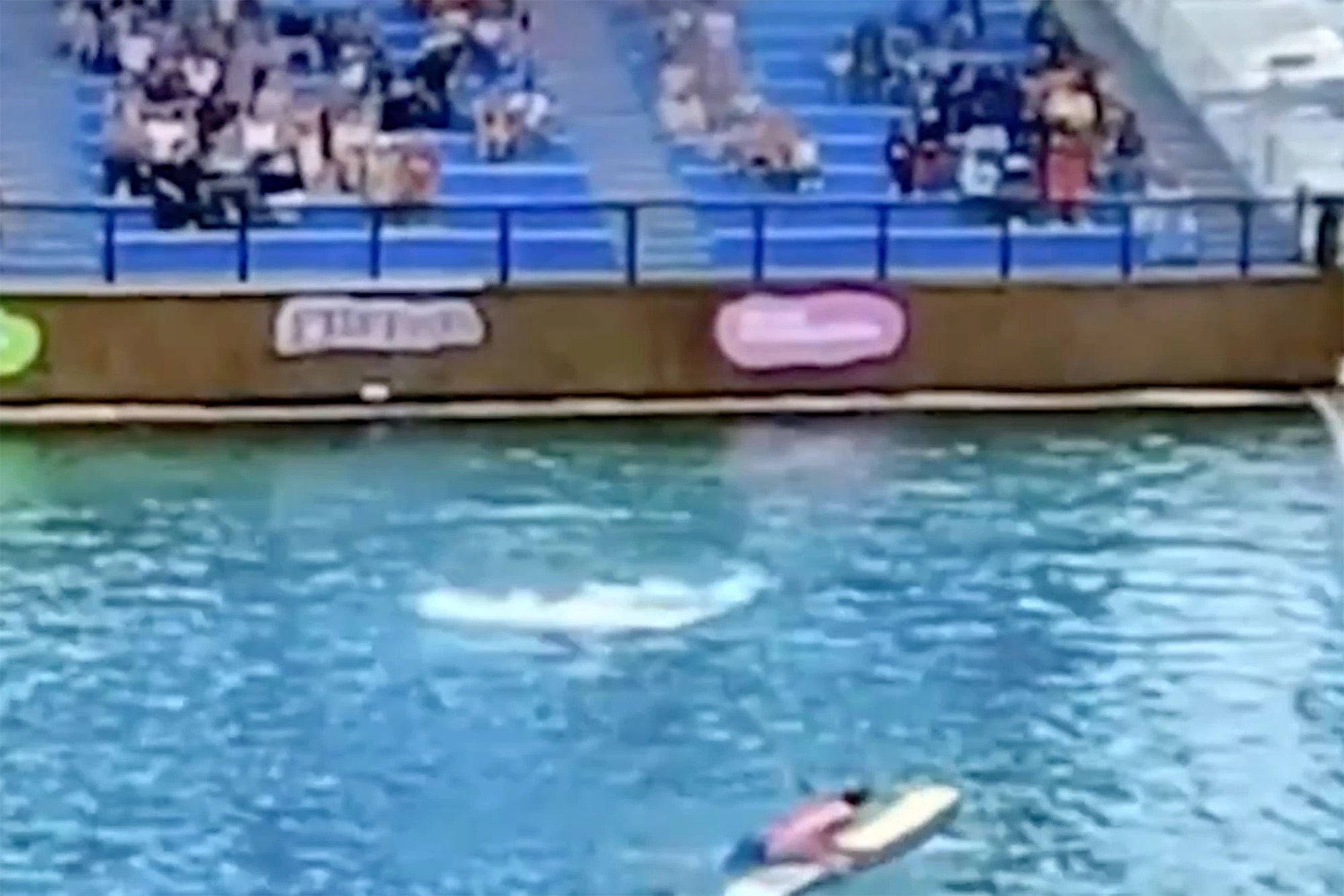 Video shows dolphin attacking trainer during show at Miami