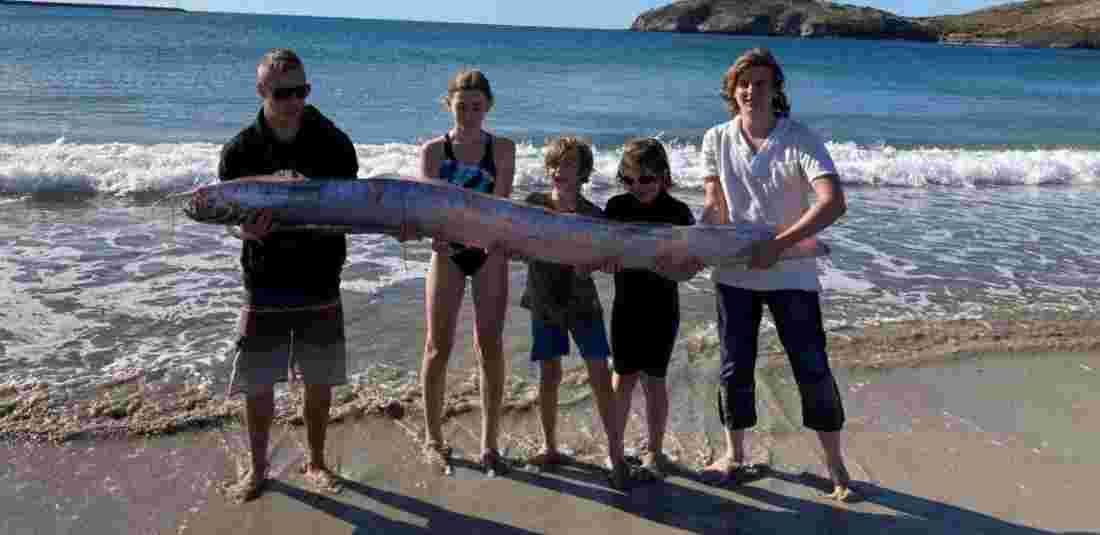 rare fish spotted at a New Zealand Beach 