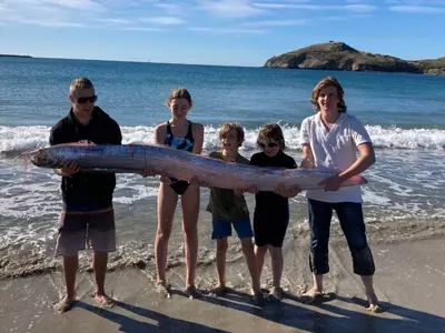 rare fish spotted at a New Zealand Beach 