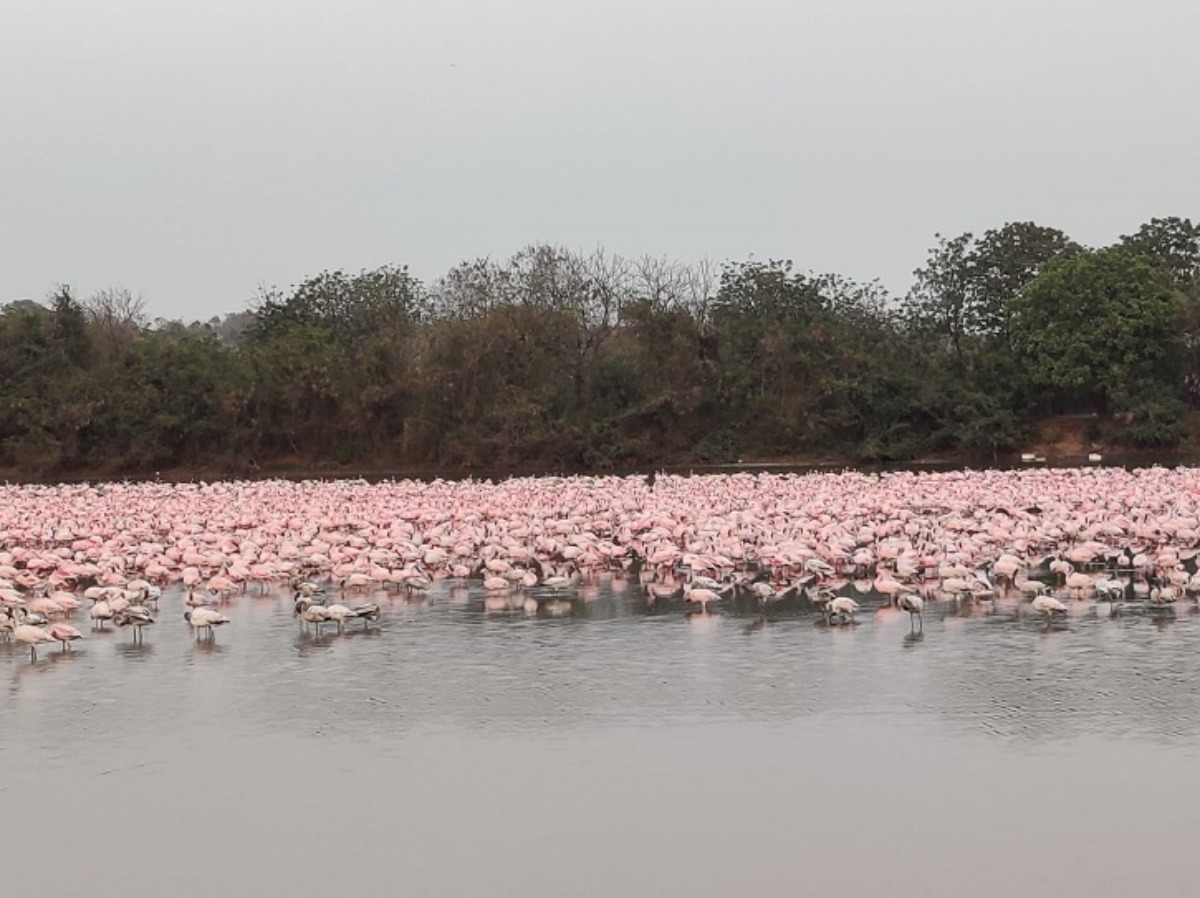 Thousands Of Flamingos Flocking To Navi Mumbai In 2022