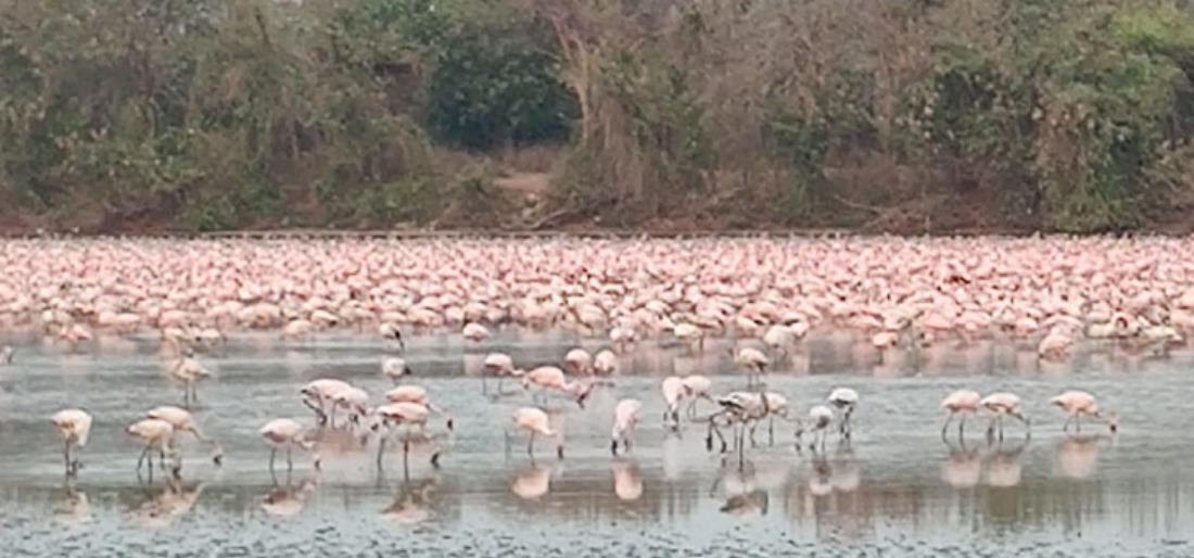 flamingos-in-navi-mumbai-626b968f5410f Indiatimes