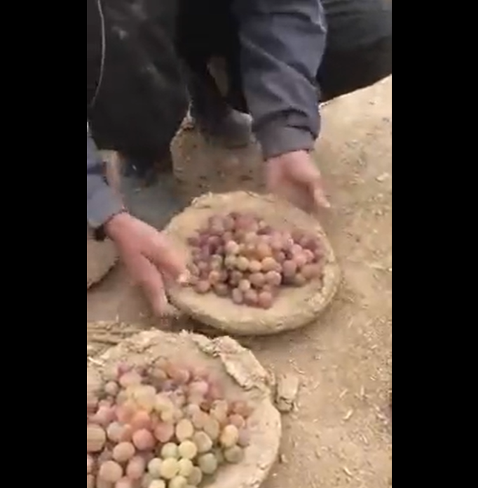 Watch This Is How Grapes Are Preserved In Clay Pots In Afghanistan