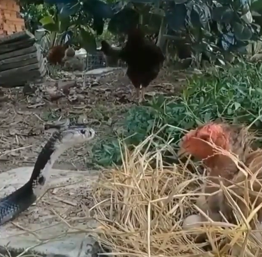 hen fights with snake to save her eggs 