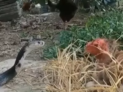 hen fights with snake to save eggs 