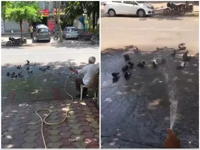 man gives bath to birds viral video 