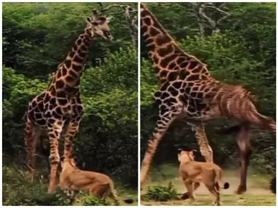 giraffe fights off lion viral video 