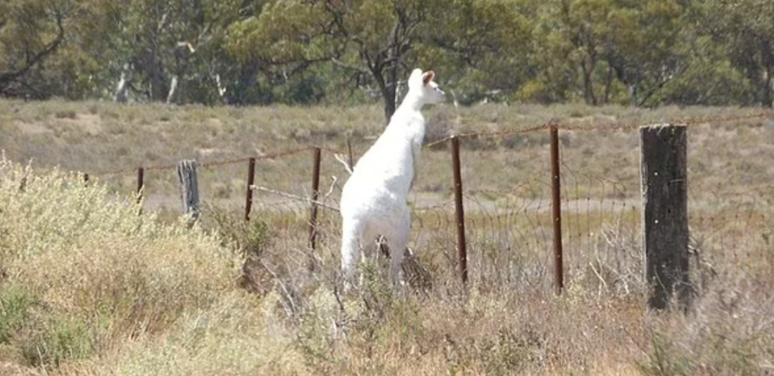 rare white kangaroo spotted in Australia 