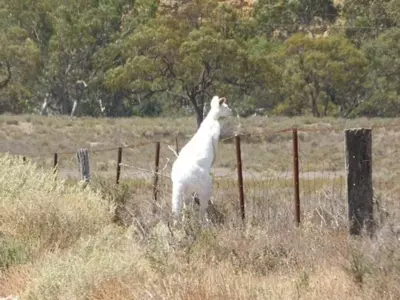 rare white kangaroo spotted in Australia 