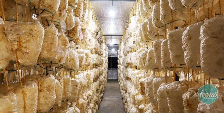 mother son duo mushroom farming 