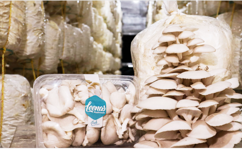 mother son duo mushroom farming 