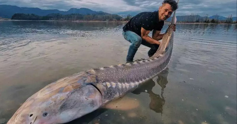 Canada Man Catches Massive 'Living Dinosaur' On Fraser river