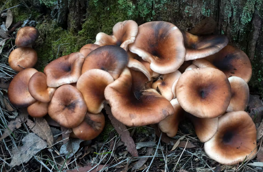 Mushrooms And Other Fungi Talk To Each Other Using A Language Just Like