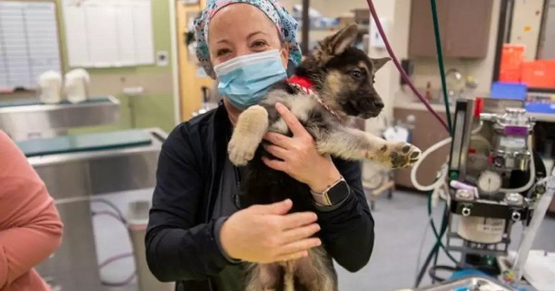 Puppy With 6 Legs, Extra Organs Finds Forever Home