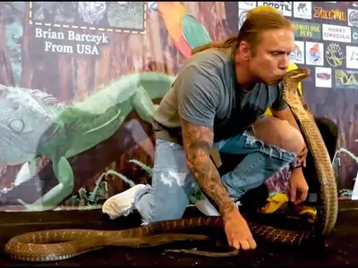 snake expert kisses king cobra video 