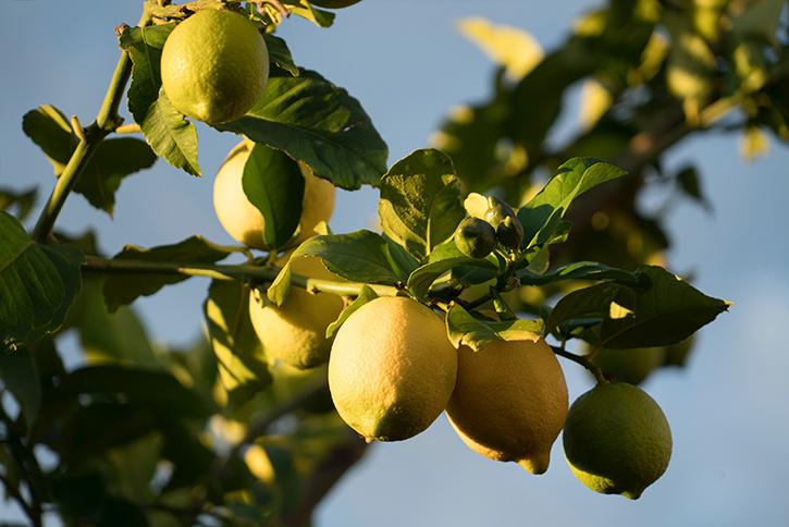 Explained: India's Lemon Crisis And Why The Prices Are Very High