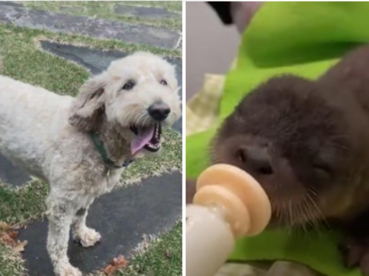 Three-legged dog battling cancer rescues otter from river - CBS News