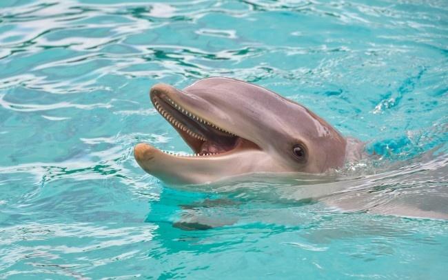 Dolphin attacked the trainer during a show. 