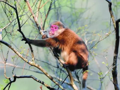 Rare White-Cheeked Macaque, First Found In Tibet Spotted In Arunachal Pradesh