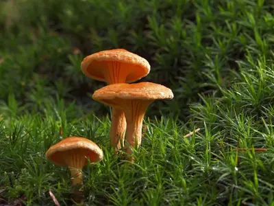 13 People Die, Including A Child, After Eating Wild Poisonous Mushrooms In Assam
