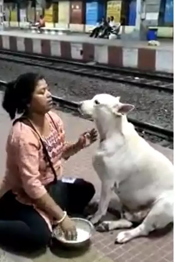 Woman Feeds Curd Rice To Stray Dog