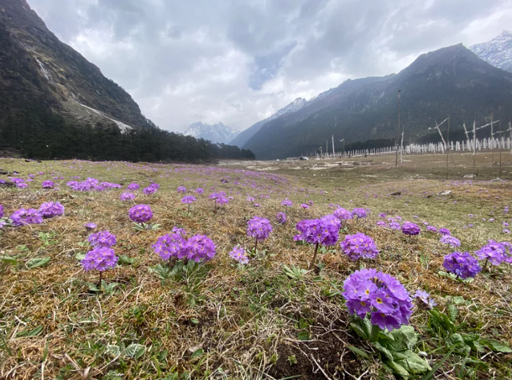 In Pics: Yumthang Valley In Sikkim