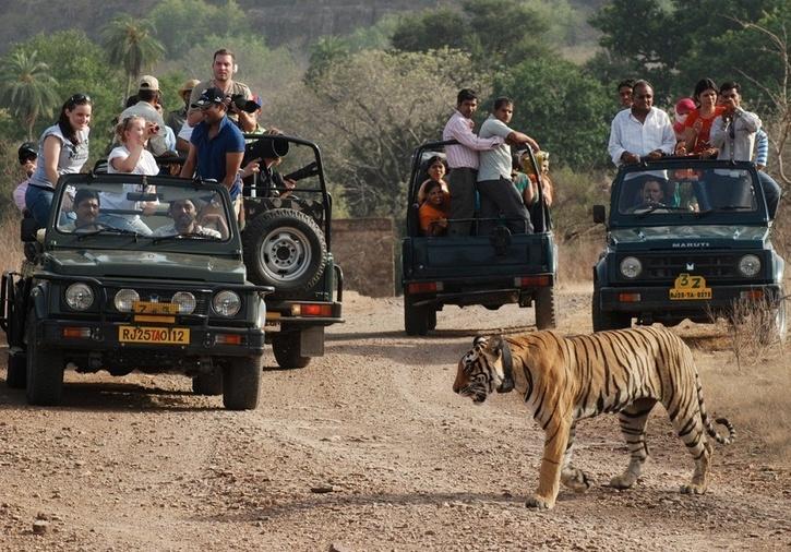 jeep safari ranthambore