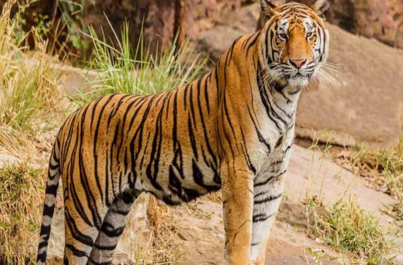 Tiger That Killed 10 Cows In Two Days In Kerala's Munnar, Captured