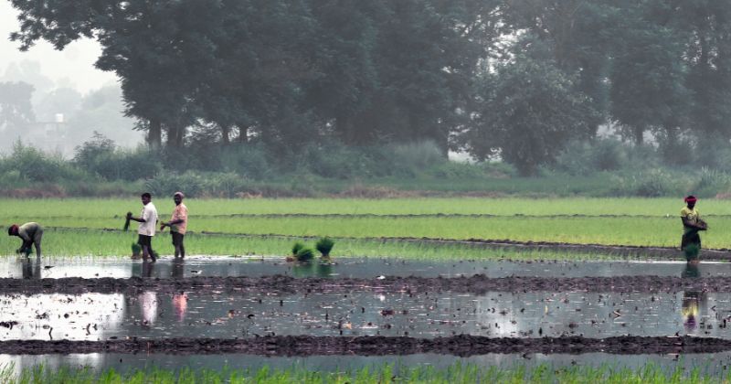 600 Farmers Have Died By Suicide This Year So Far, Why It Doesn't Stop