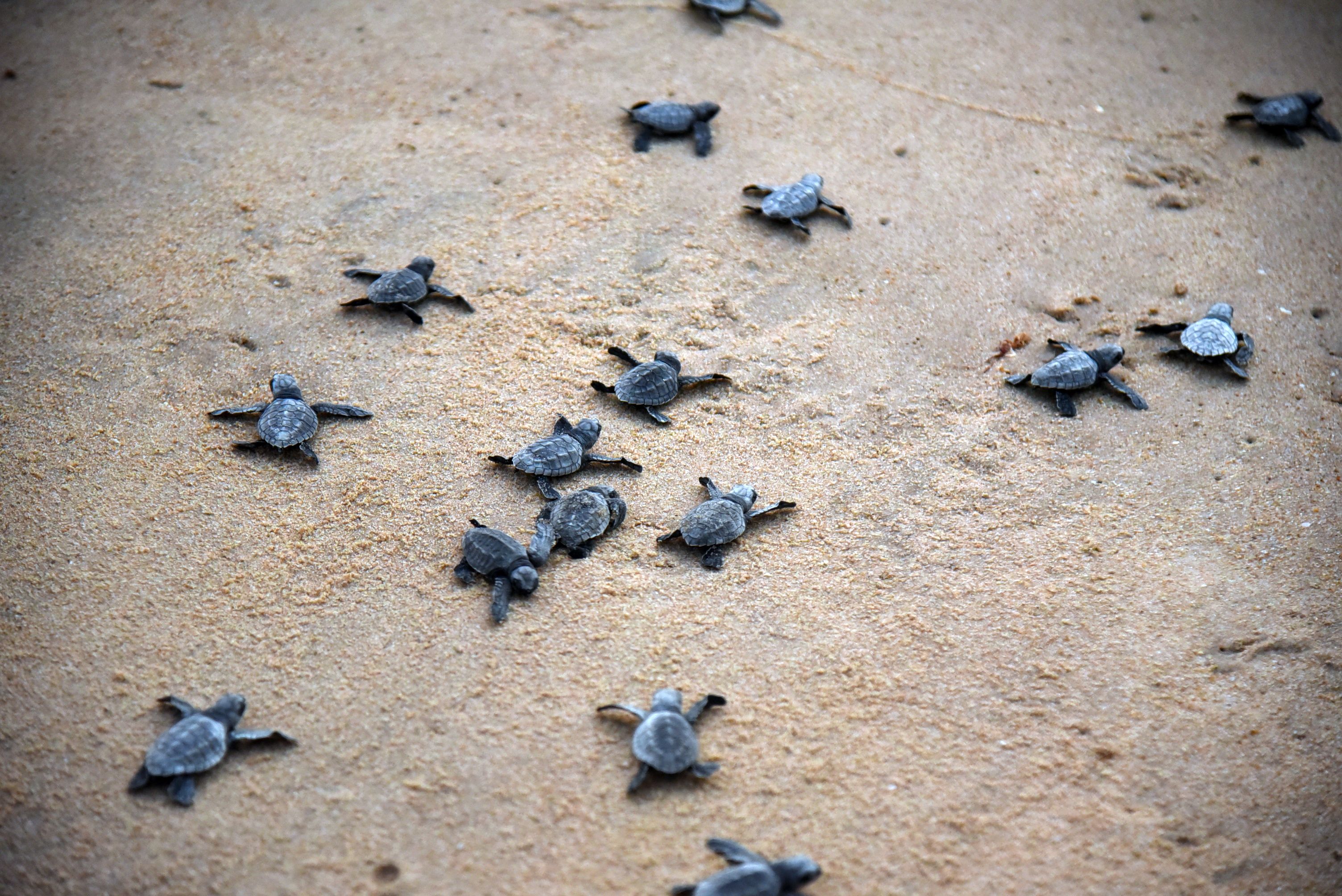 99 Per Cent Of The Sea Turtles Are Turning Female, Here's Why