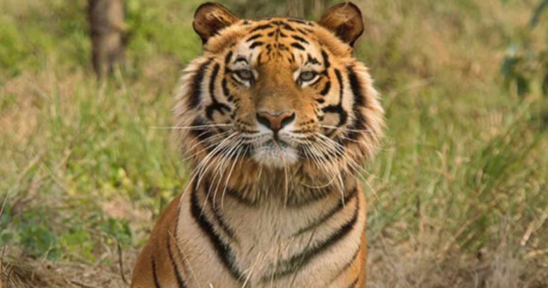 These Reserves In India Doubled Down On Tiger Population And Got ...