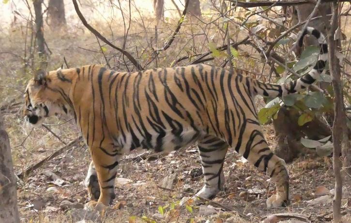 Maneater Tiger T-104 Ranthambore