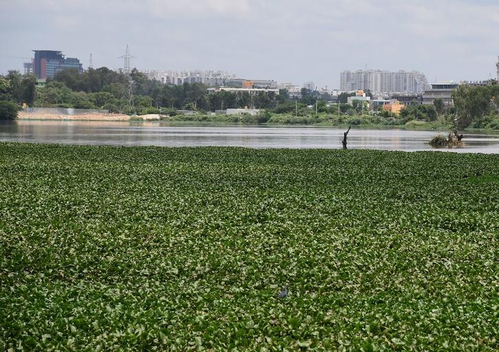 Fish Killed In Bengaluru's Kothanur Lake After Sewage Enters The Water ...