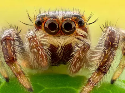 Spiders Have REM Sleep Like Humans, Could Have Dreams Too, Finds Study