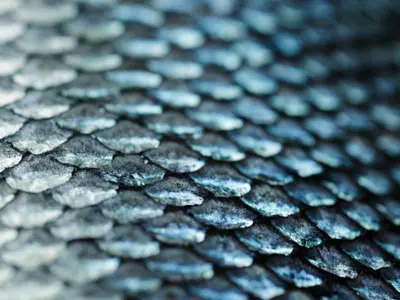 Sustainable LEDs For The Future Using Fish Scales Created By Japanese Scientists