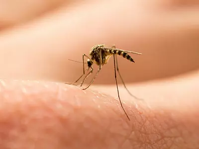 Mosquitoes Sniff Out Humans Even Without Smell Receptors, Finds Study