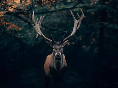 Deer |  Animal That Have The Ability To Regenerate Body Parts | Unsplash