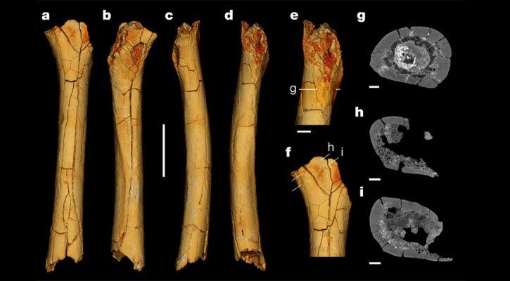 Human Ancestors Started Walking On Two Feet Over 7 Million Years Ago ...