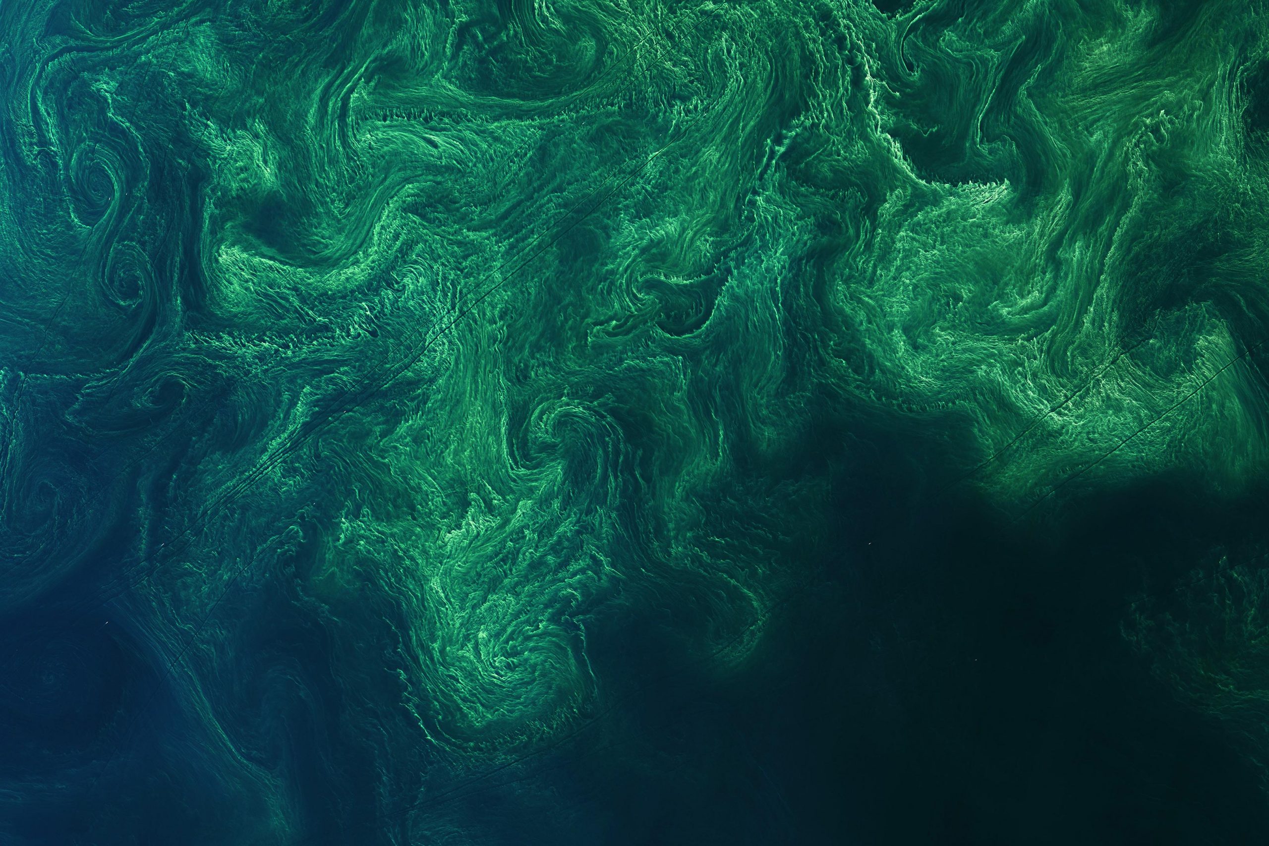 helping-phytoplankton-grow-in-oceans-could-fight-climate-change-here-s-how