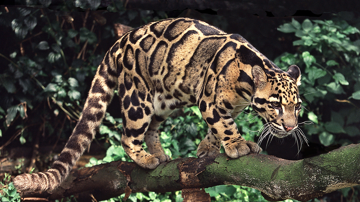 Clouded Leopards — Balanced Report