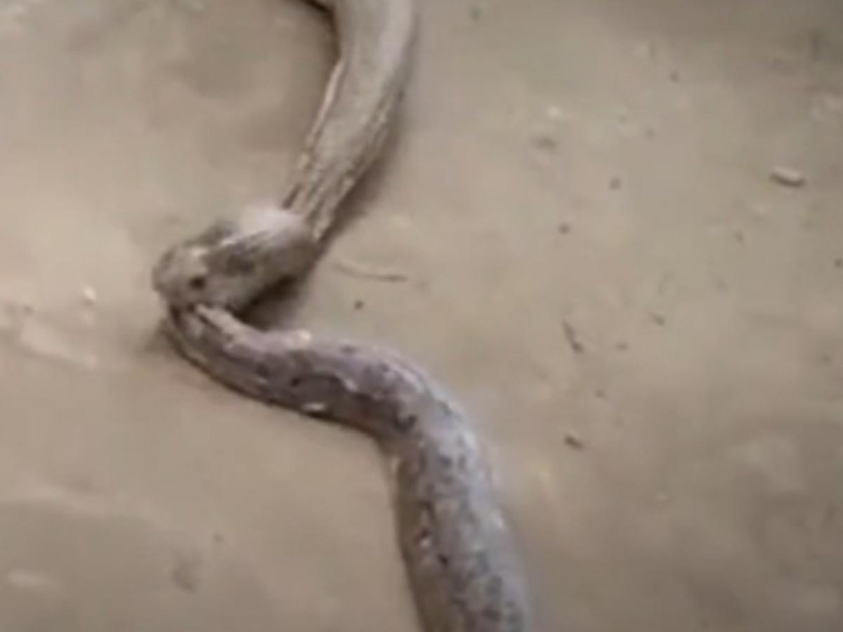 Cobra swallows entire snake in road 