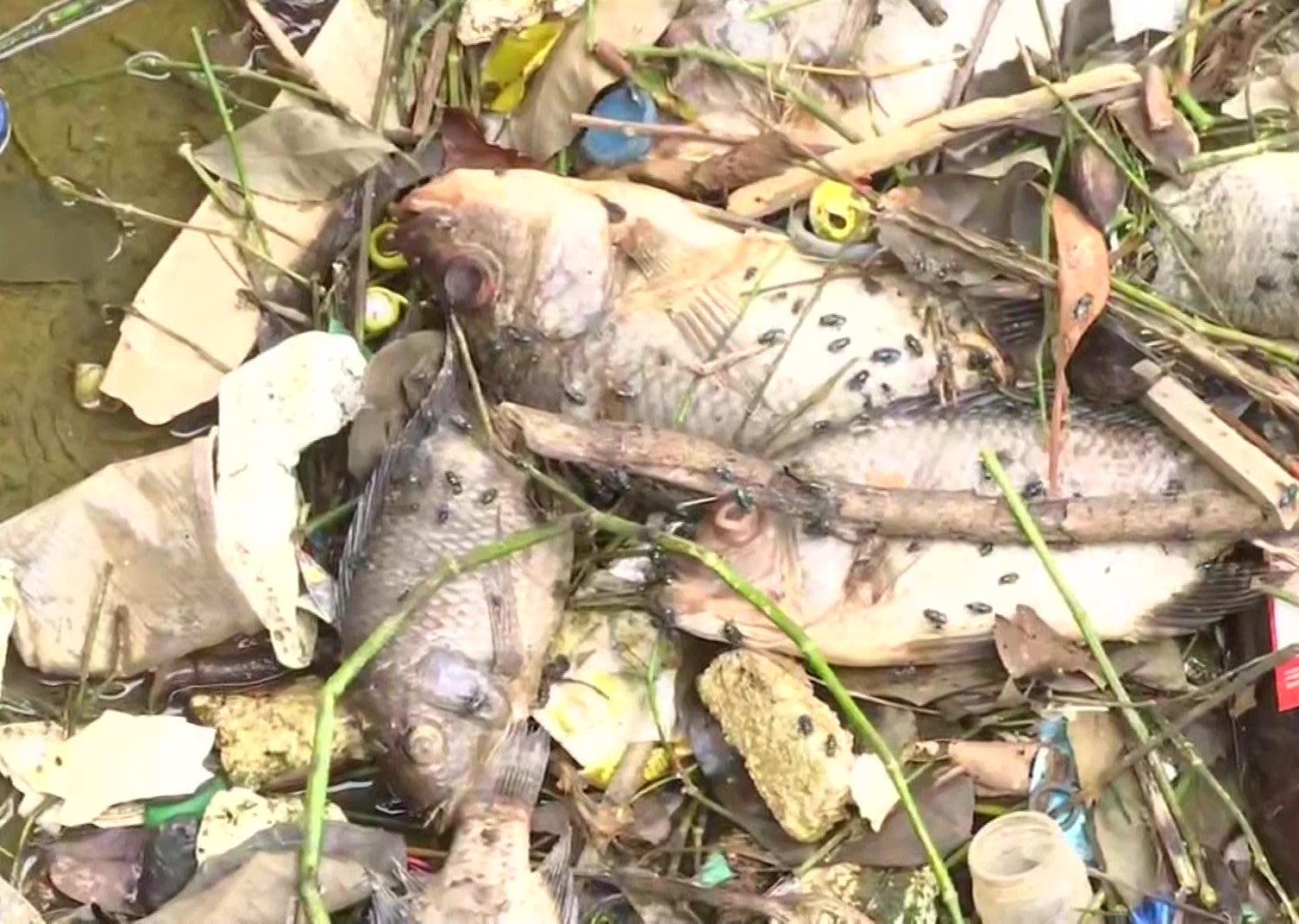 Fish Killed In Bengaluru's Kothanur Lake After Sewage Enters The Water ...