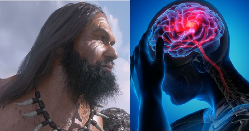 Human Brain Evolved Slowly But Steadily Compared To Neanderthals, Finds ...