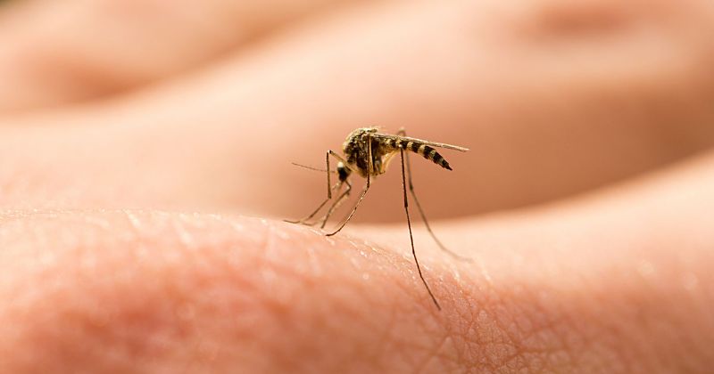 Le zanzare hanno scoperto gli esseri umani anche senza recettori degli odori