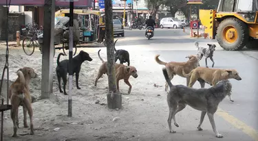 Karnataka Minister Says Bengaluru Will Be 'Free Of Stray Dogs', Residents Protest