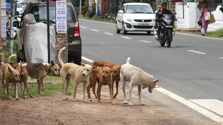 Stray Dogs