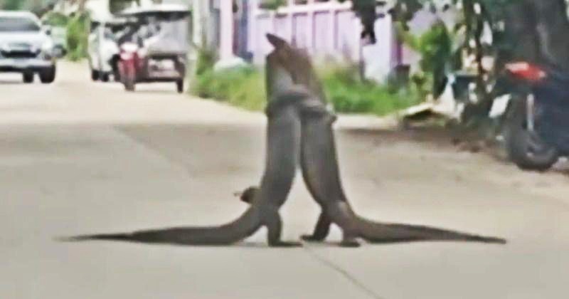 giant reptile in store