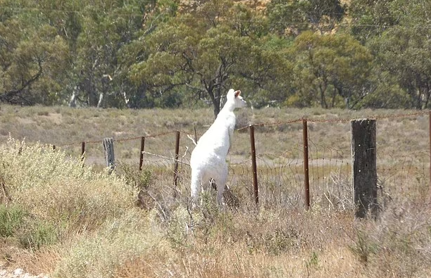 white kangaroo 