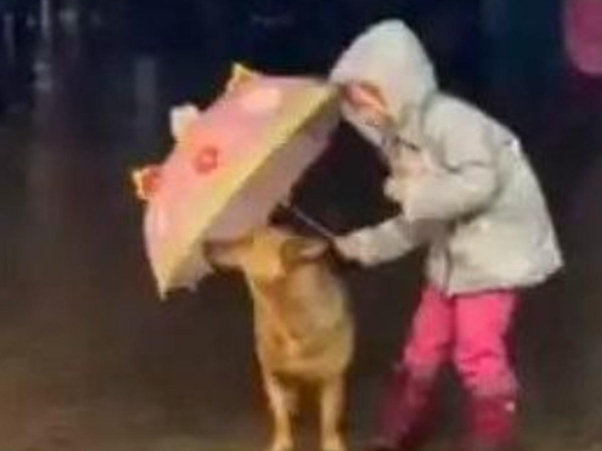 Little Girl Uses An Umbrella To Shelter Dog From Rain Little Girl Uses An Umbrella To Shelter Dog From Rain