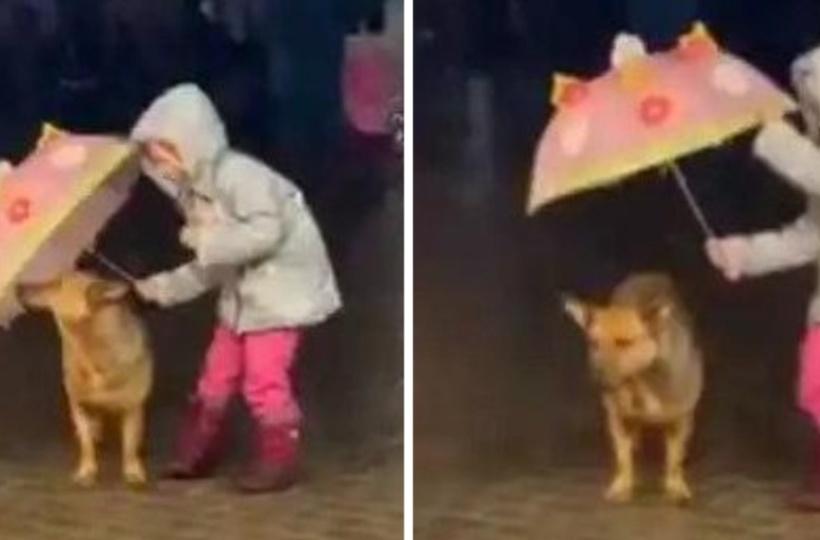 Little Girl Uses An Umbrella To Shelter Dog From Rain