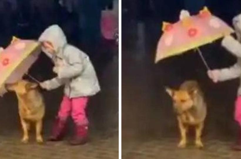 Little Girl Uses An Umbrella To Shelter Dog From Rain Little Girl Uses An Umbrella To Shelter Dog From Rain